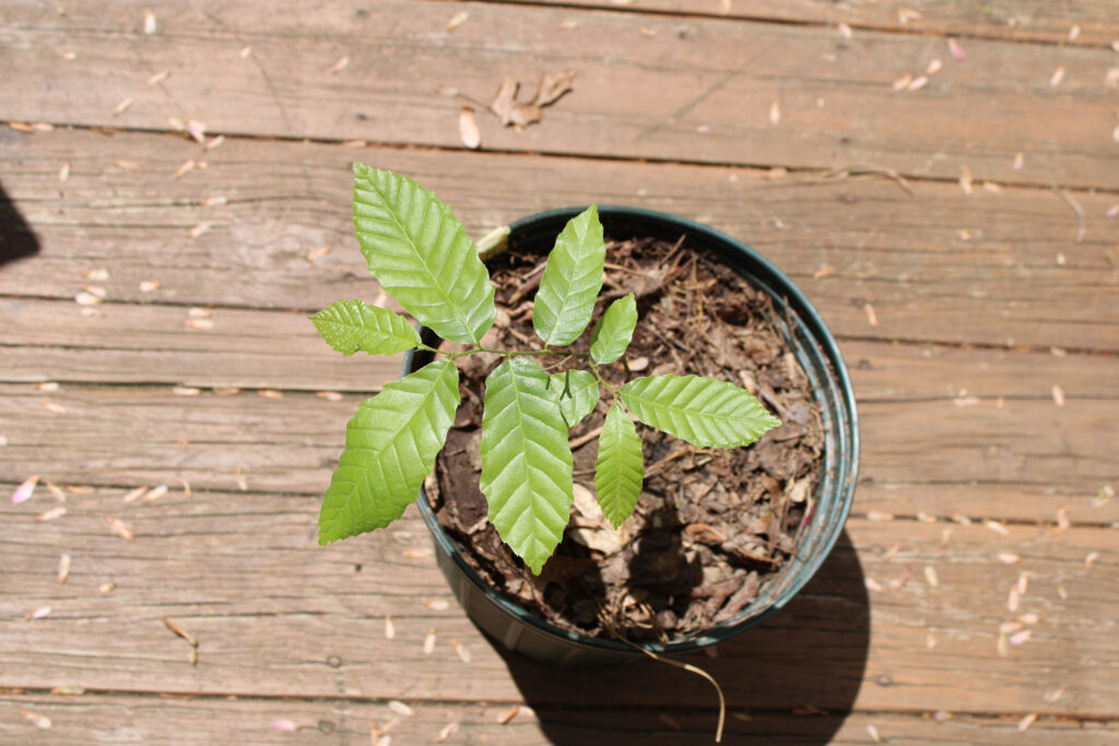 American Chestnut: Replanting a Native