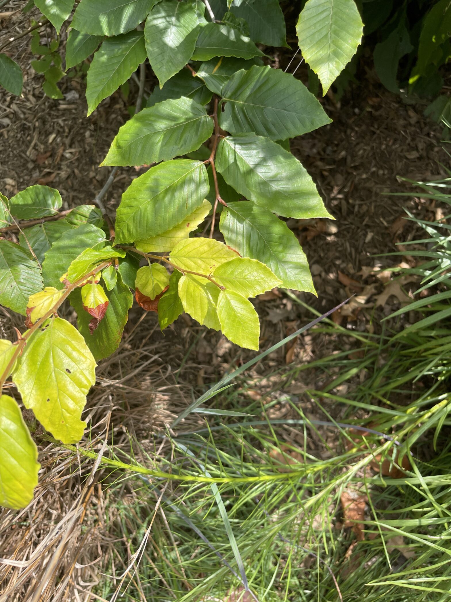 invasive plants and insects