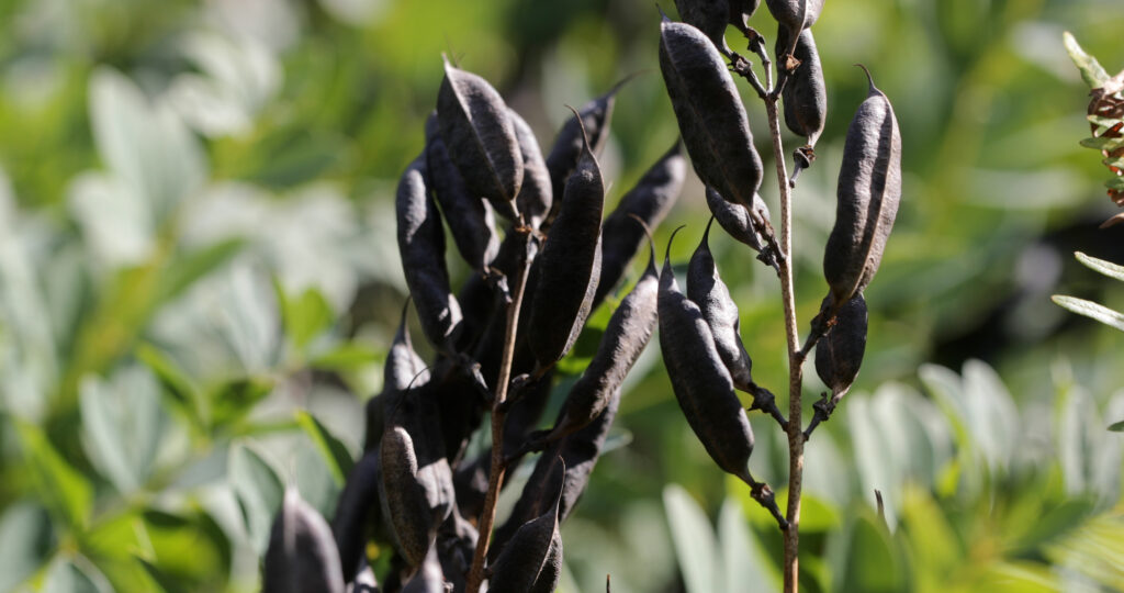 Blue Wild Indigo Seed Pods