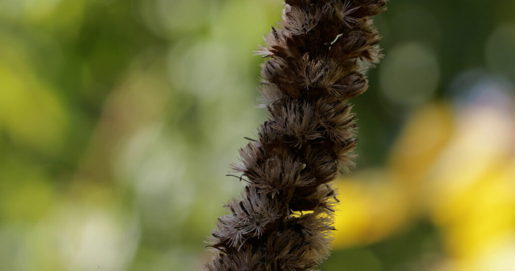 Blazing Star (Liatris) Going To Seed