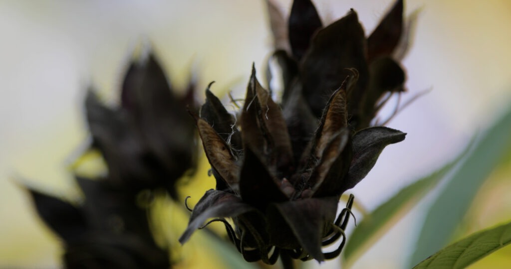 Hibiscus Seed Pods