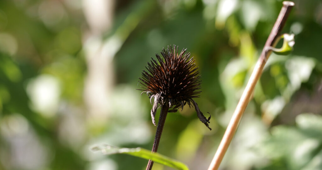 Purple Cone Flower Seed Head