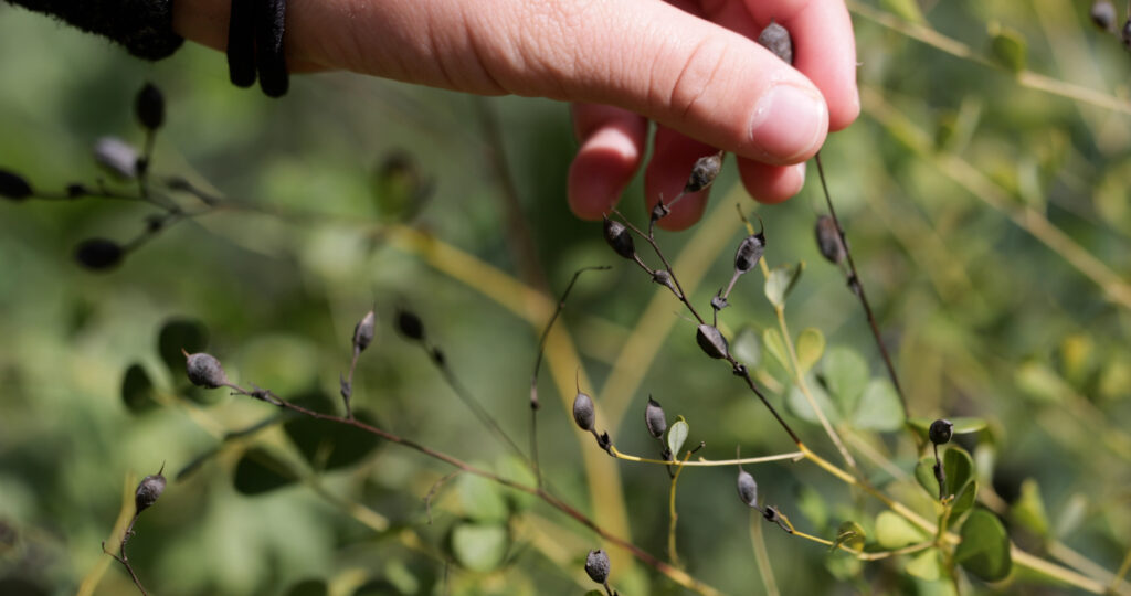 Yellow Baptisia Seed Gathering