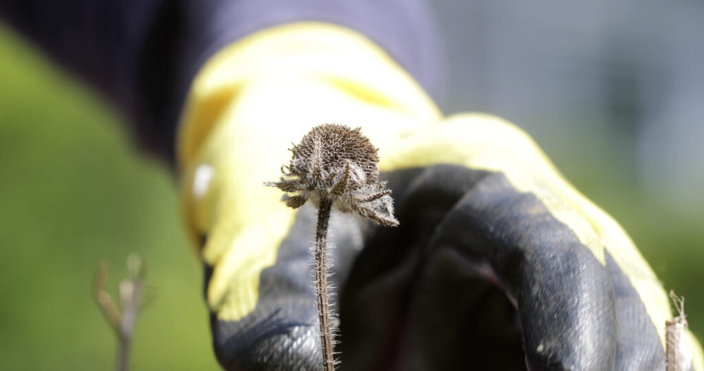 Black-Eyed Susan Seed Head