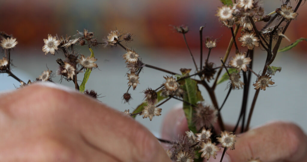 New York Ironweed Gone To Seed
