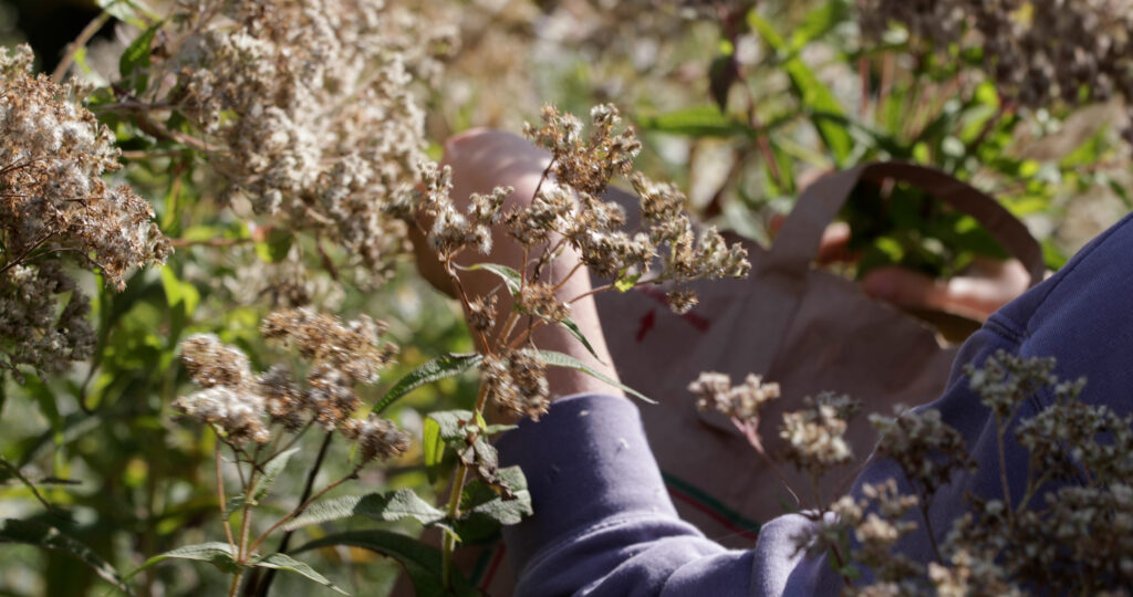 White Boneset in Seed