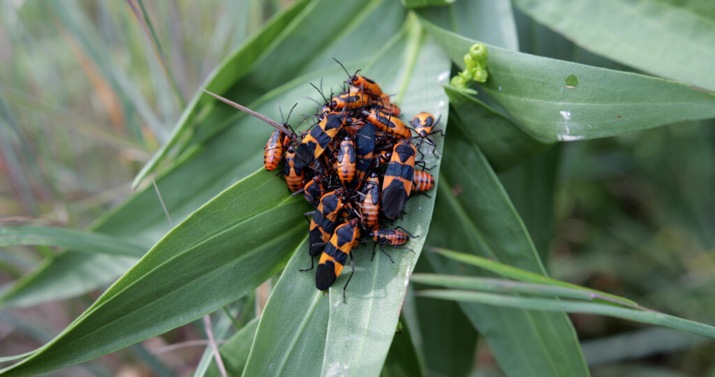 A Gaggle of Beetles