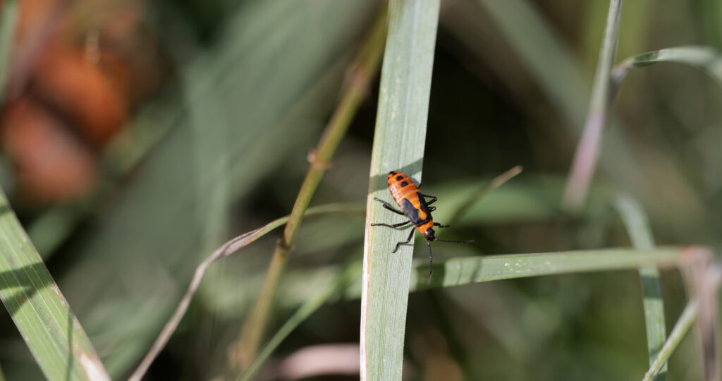 Butterfly Milkweed Beetle