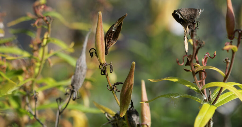 Butterfly Milkweed Seed Pods