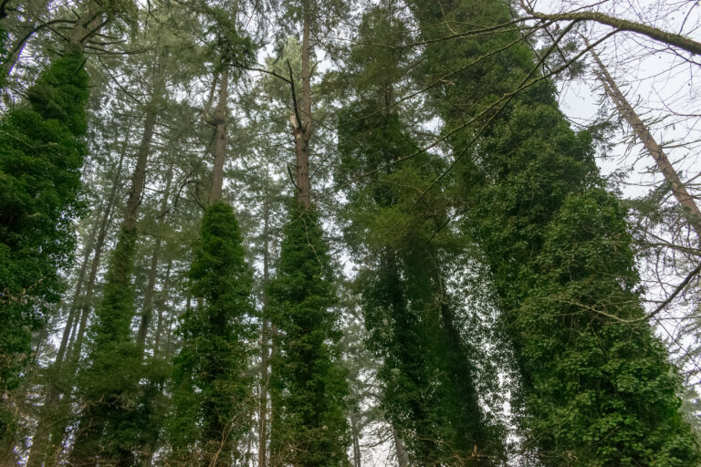 English Ivy, haven for ticks