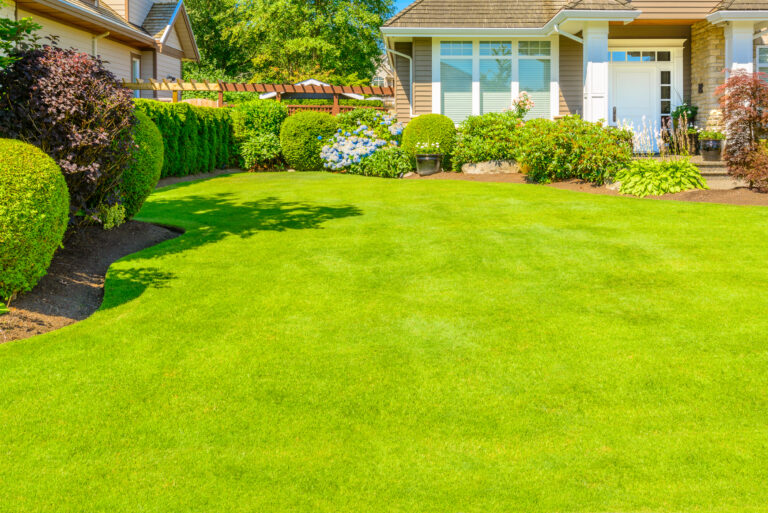 suburban lawn