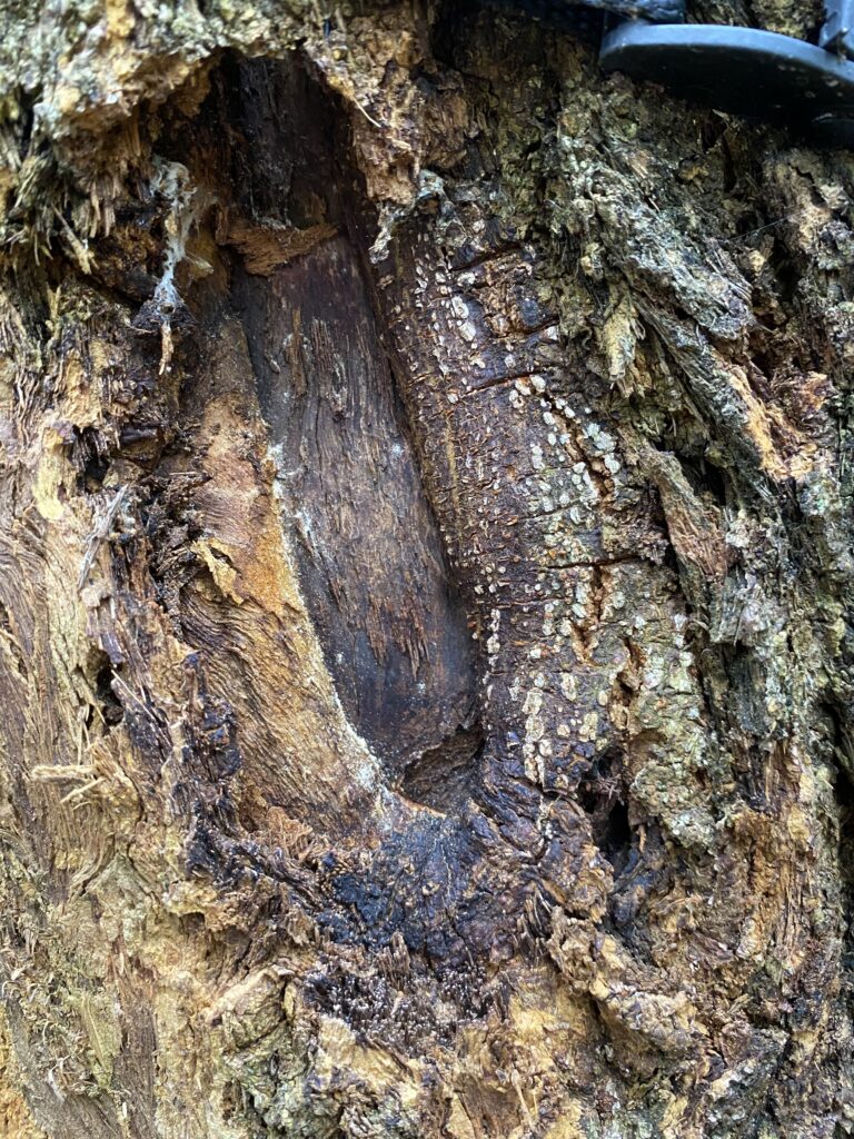 American Chestnut Canker