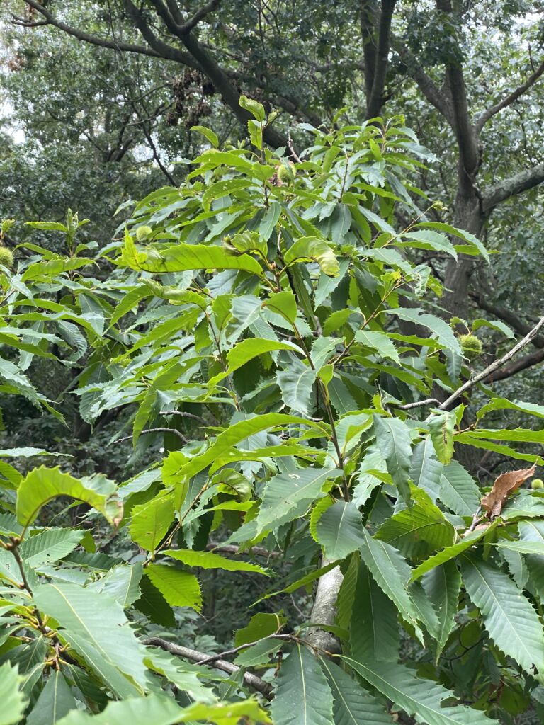 The American Chestnut