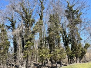 Invasive Ivy