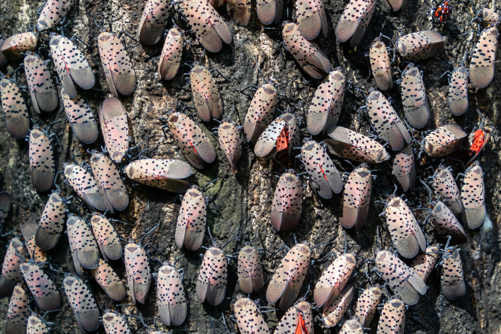 ispotted lanternfly