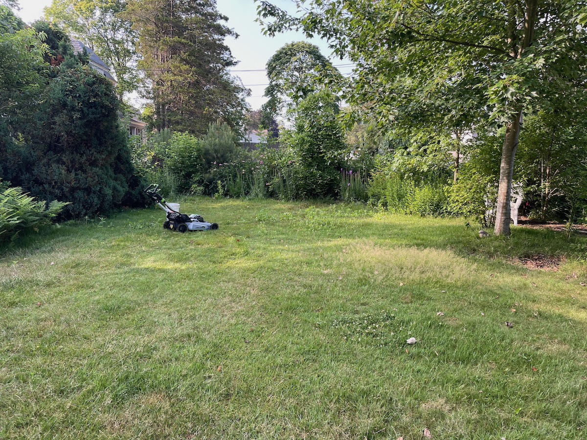 Native Lawn