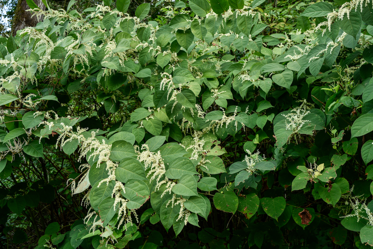 invasive species