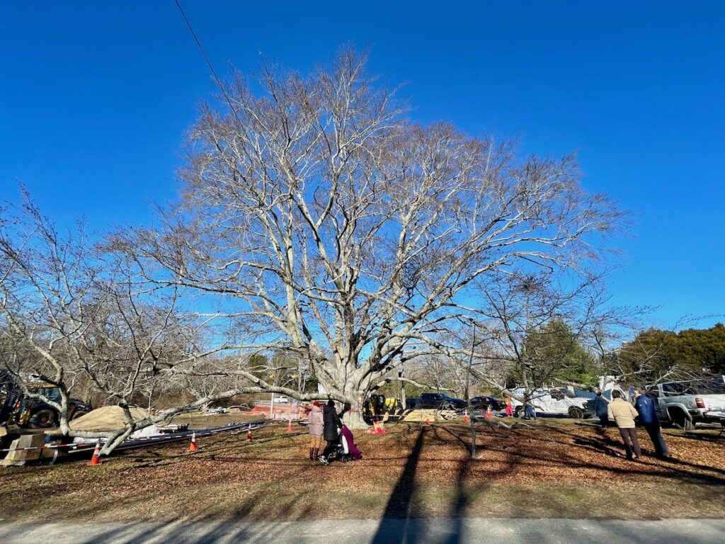 invasive plants and insects
