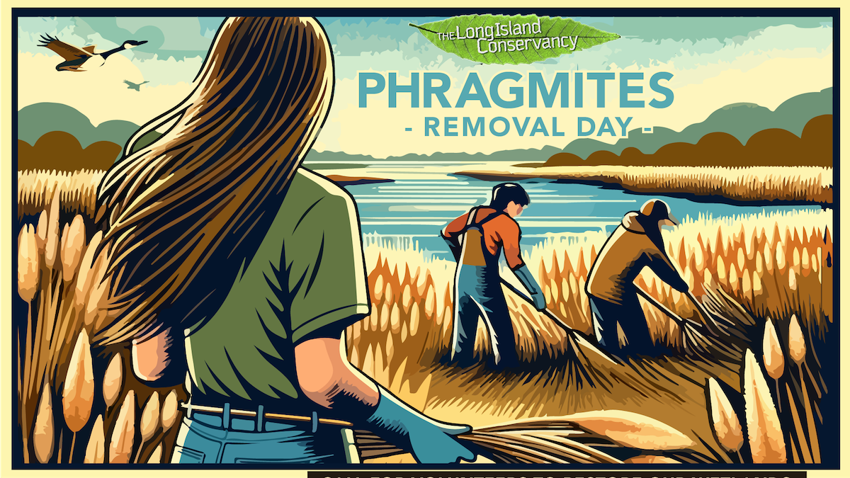 Phragmites Removal