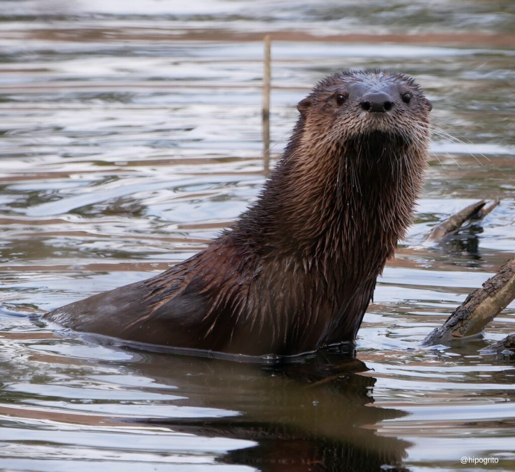 river otters