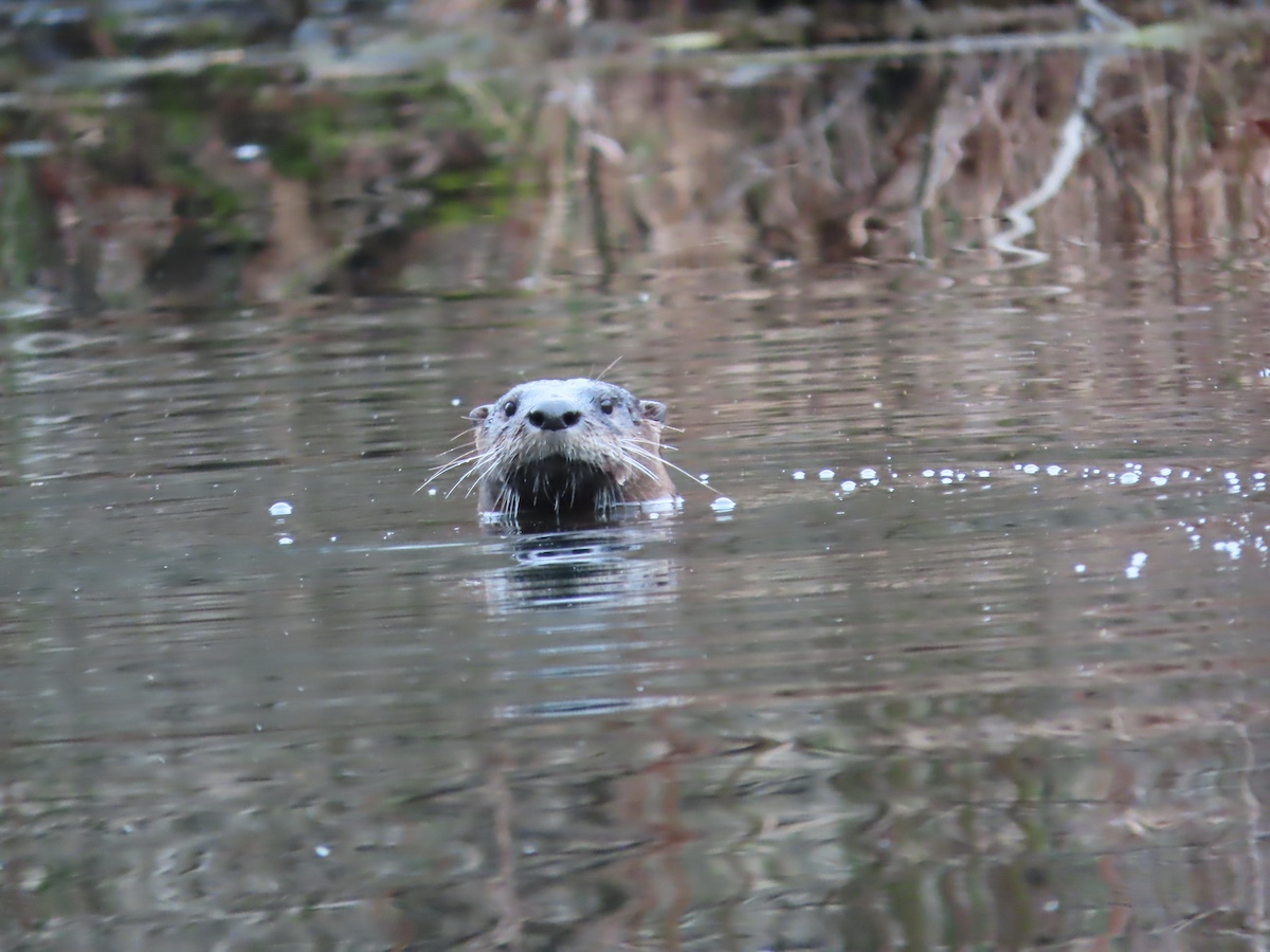 river otters