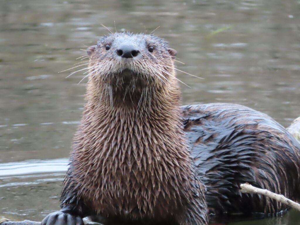 River Otters