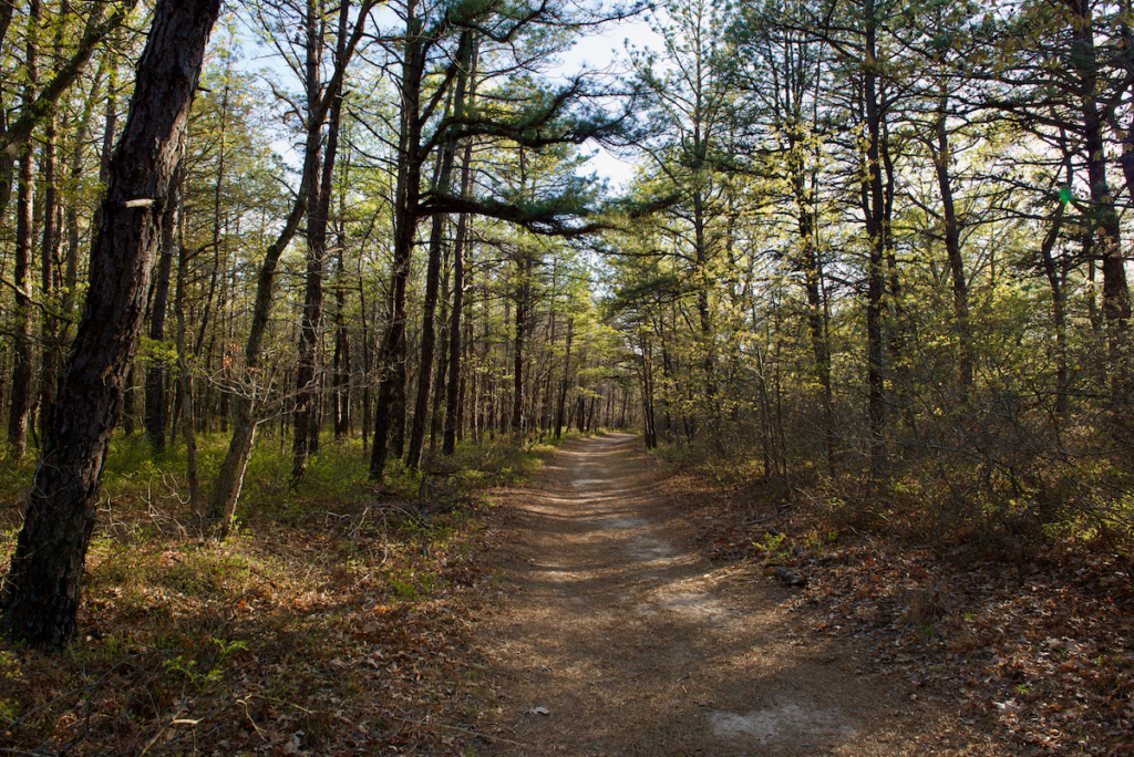 invasive plants and insects