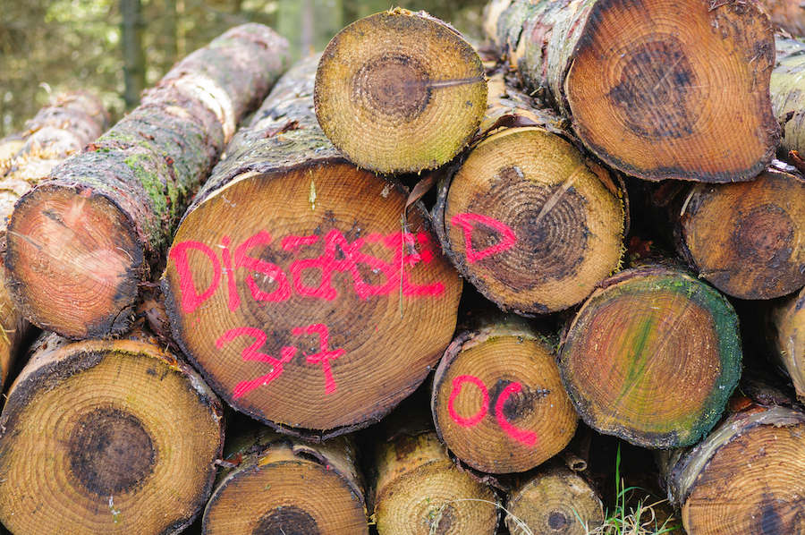 invasive plants and insects