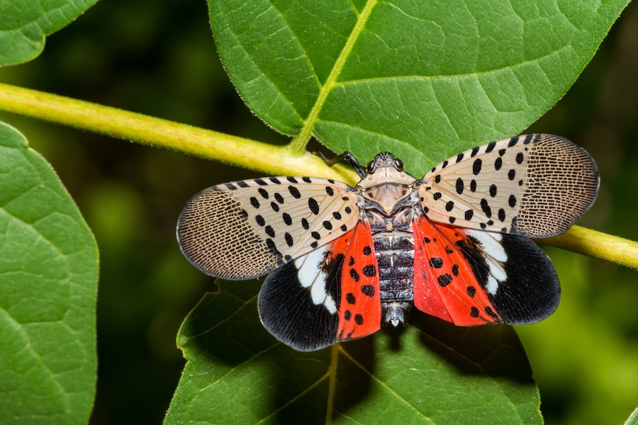 spotted lanternfly