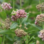 milkweed