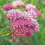 swamp milkweed